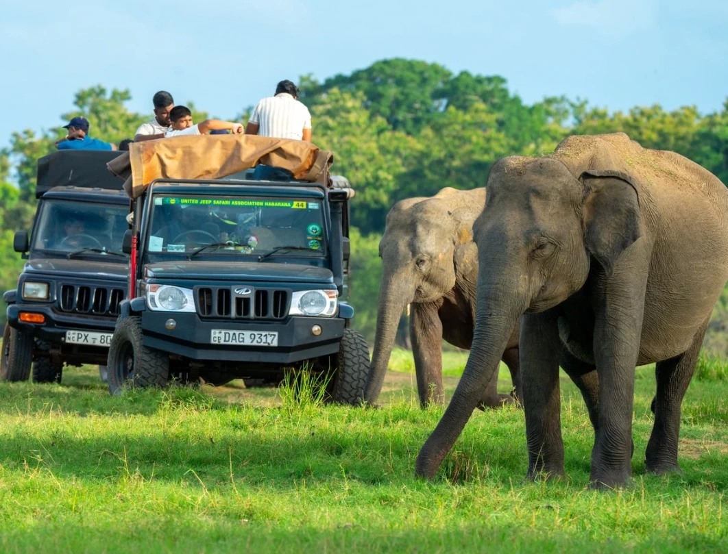 Minneriya National Park Best Safari Jeep Tour photo 3